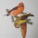 Fir crossbill bird board