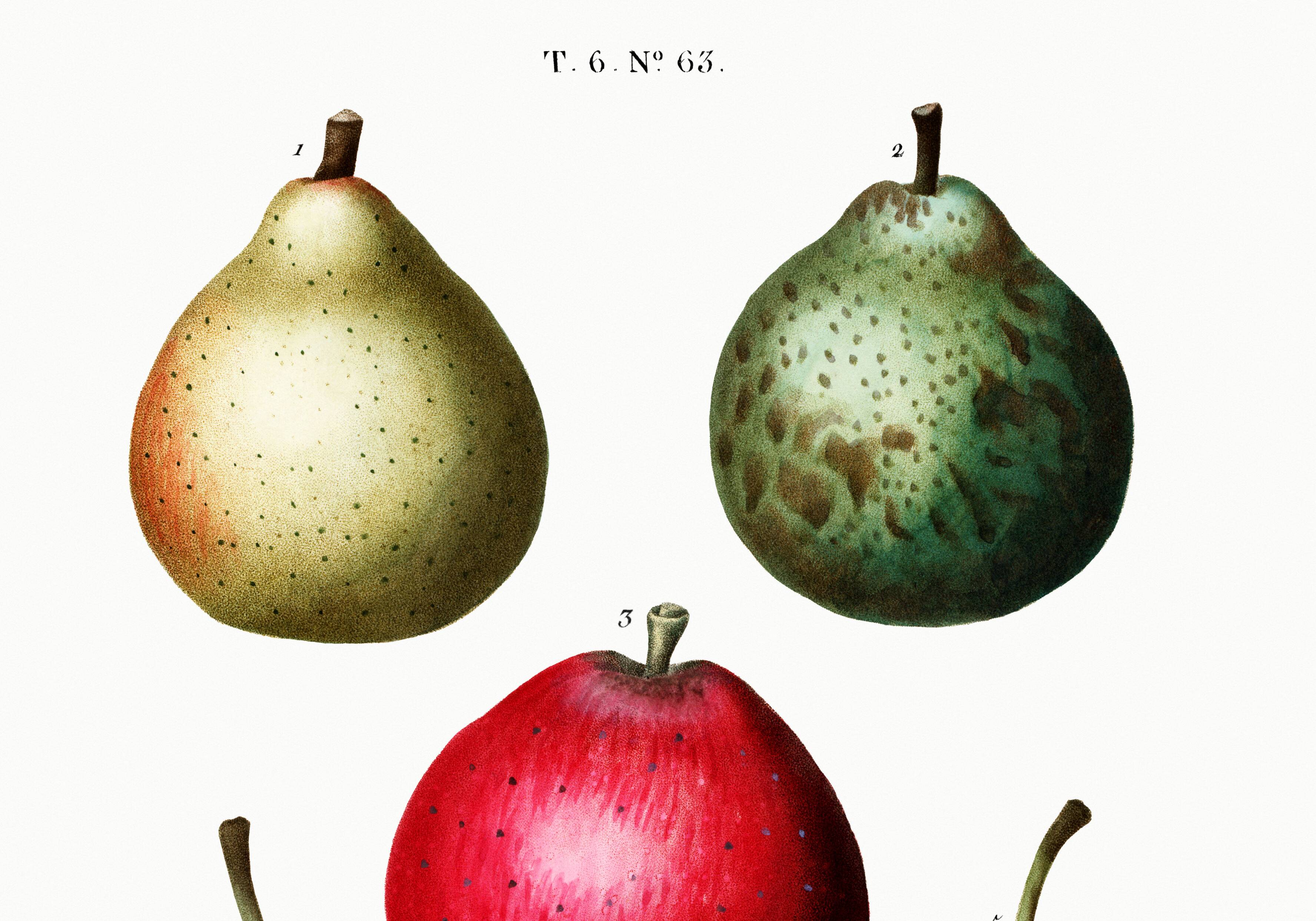 Botanical poster about pears, based on an old engraving from 1802