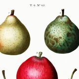 Botanical poster about pears, based on an old engraving from 1802