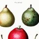 Botanical poster about pears, based on an old engraving from 1802