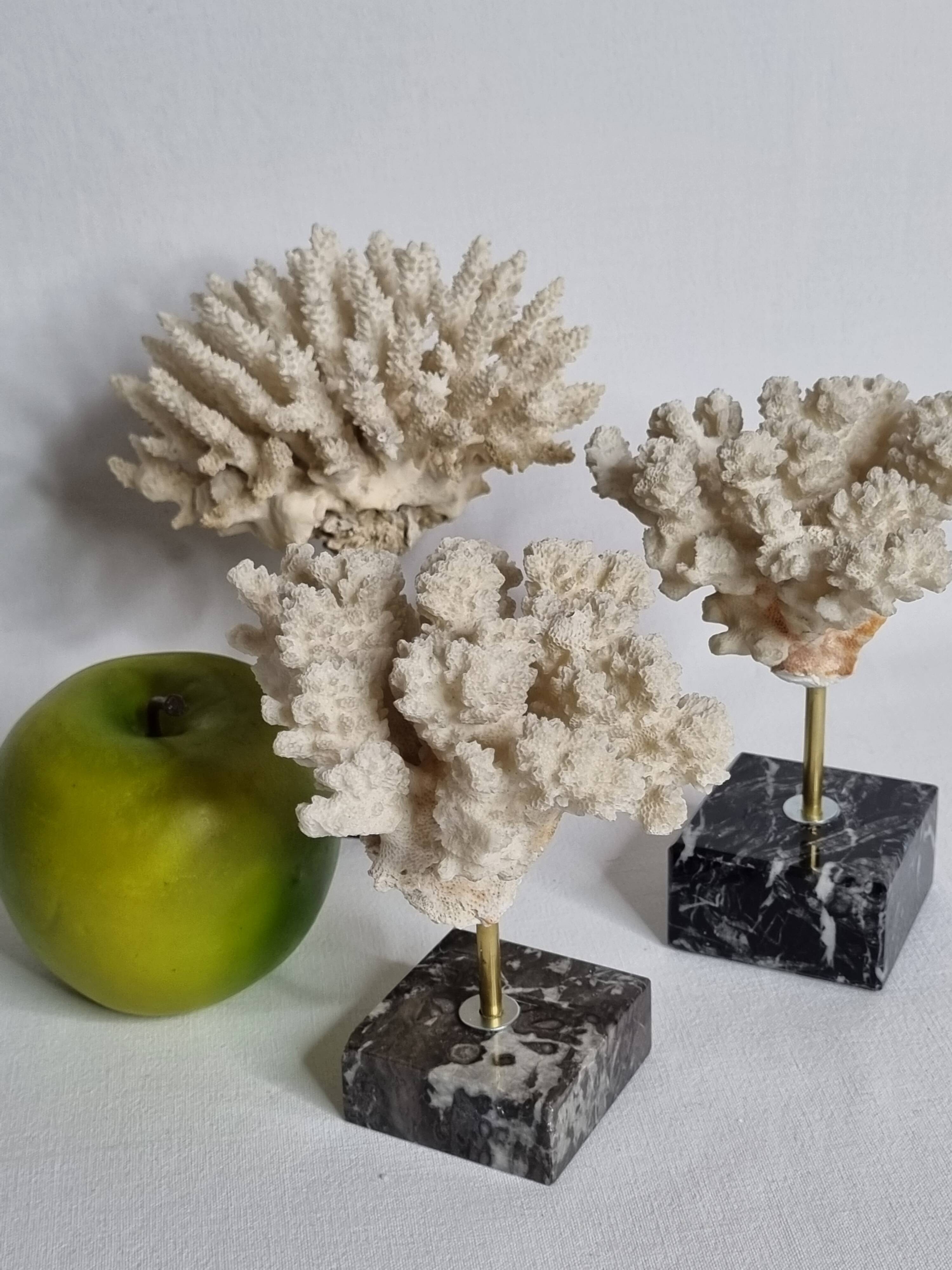 Set of three old white corals on base, 16 cm