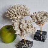 Set of three old white corals on base, 16 cm