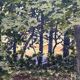 Watercolor "the pond in the undergrowth" signed early XX °