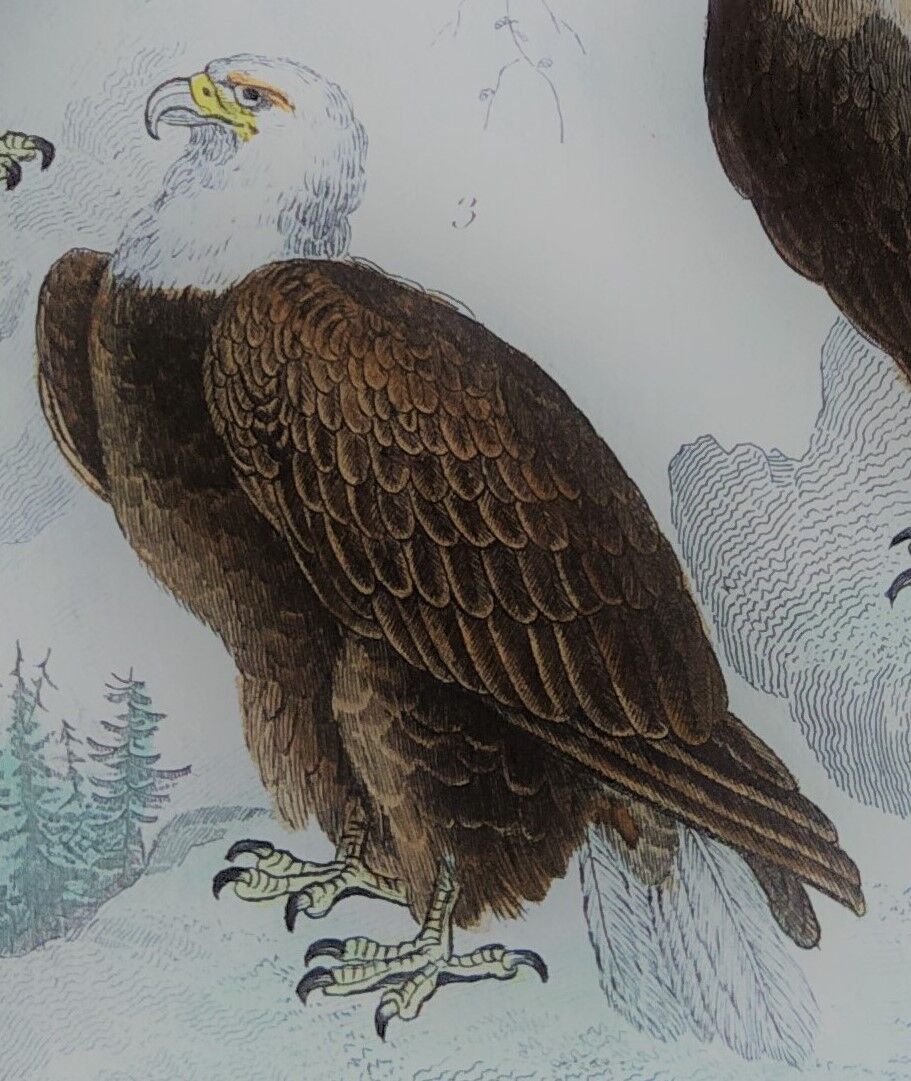 Original ornithological plate "Eagle - Common Eagle - &c..." Buffon 1836