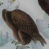 Original ornithological plate "Eagle - Common Eagle - &c..." Buffon 1836