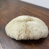 White coral