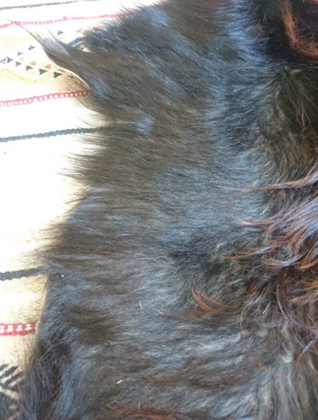 Natural goat black and brown skin 78x43cm