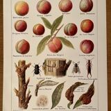 Lithograph on the peach tree and peaches - 1920