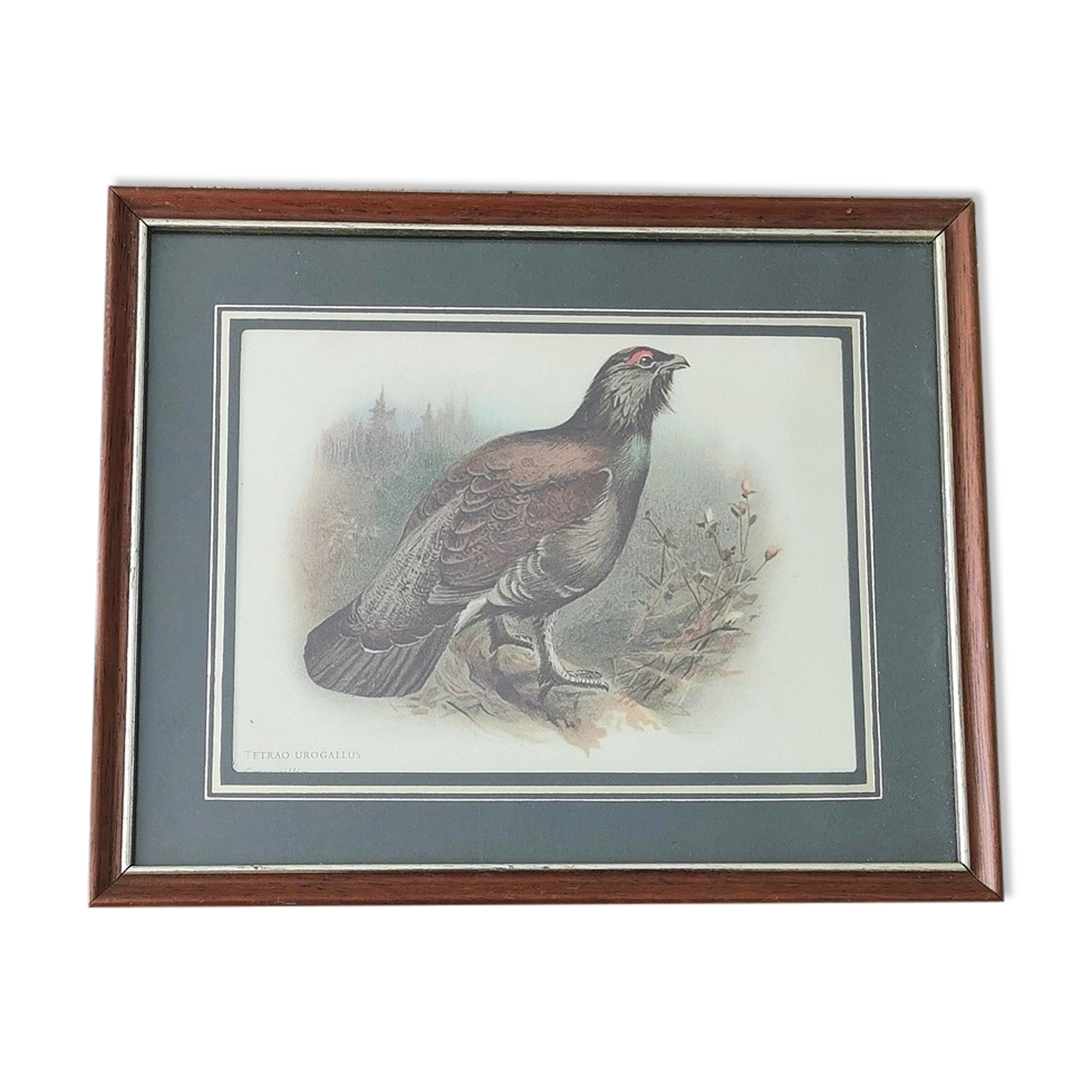 Bird lithograph table 27x 22cm