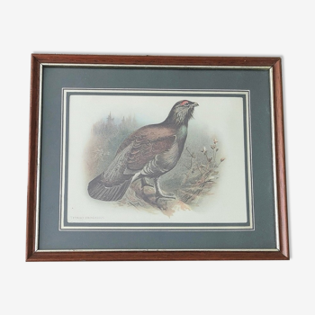 Bird lithograph table 27x 22cm