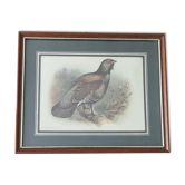 Bird lithograph table 27x 22cm