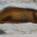 Original zoological board " Porc-Epic - Urson - Tapir " Buffon 1838