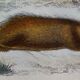 Original zoological board " Porc-Epic - Urson - Tapir " Buffon 1838