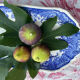 Old Villeroy and Boch cake dish