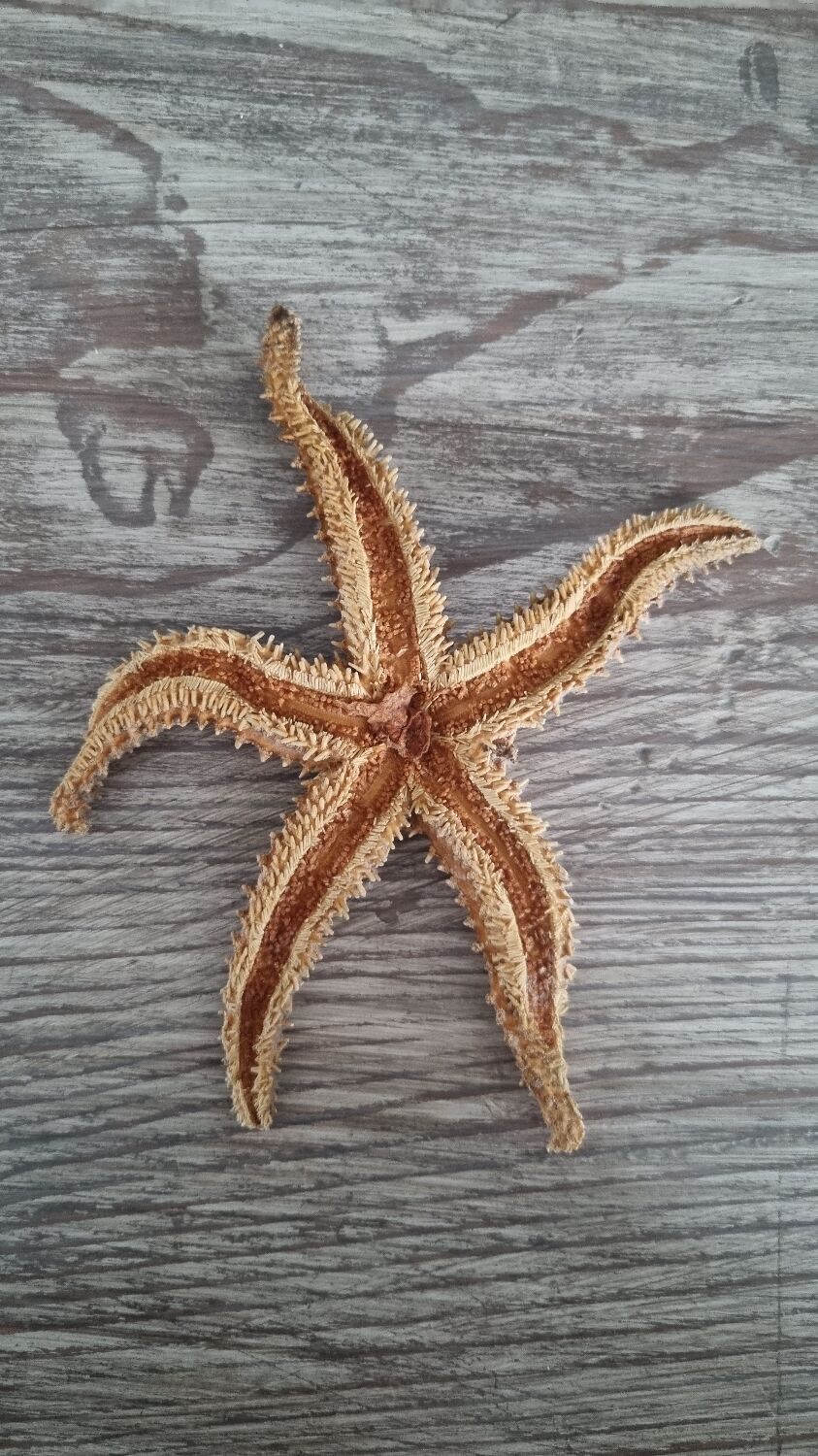 Natural ancient starfish large size