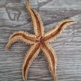 Natural ancient starfish large size