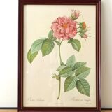 Pink lithograph Redouté