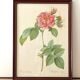 Pink lithograph Redouté