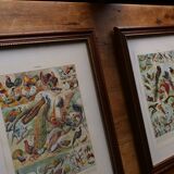 Original lithograph on flowers (2)