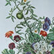 Planche botanique ronces, pommes d’amour, liseron 40,4x29,90