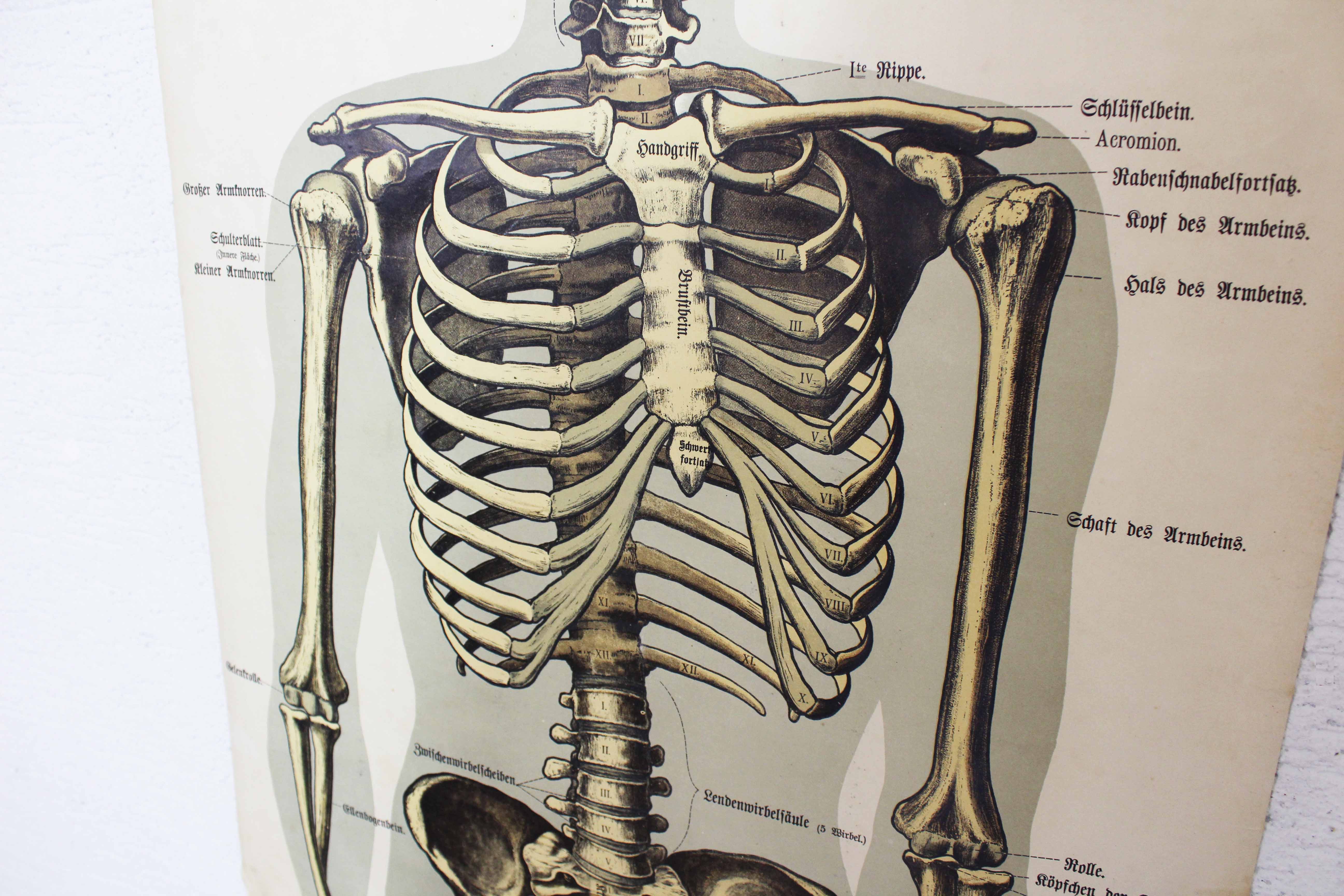 Anatomy poster XIXeme