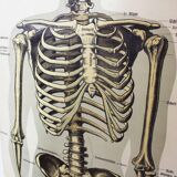 Anatomy poster XIXeme