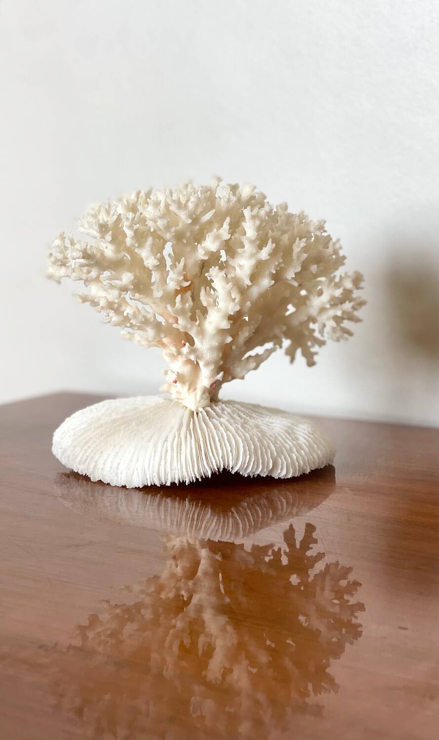 White coral on a natural base
