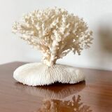White coral on a natural base
