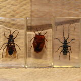 Insects inclusion
