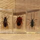 Insects inclusion