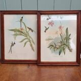 Hummingbirds Lithograph Duo