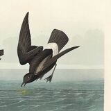 Poster about the Storm Petrel, based on an old engraving from 1827.