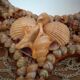 Shell hand mirror 35x19cm