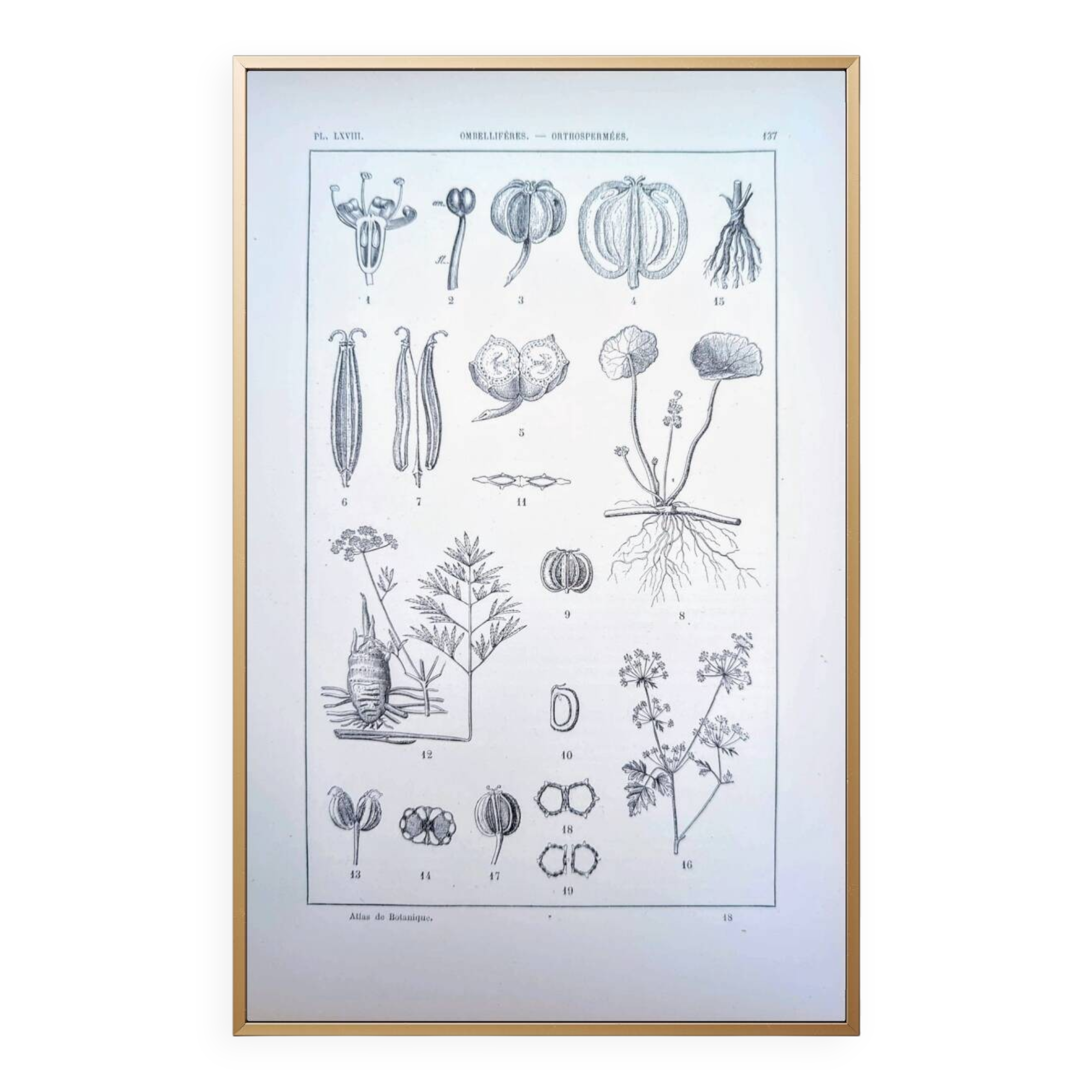 Imprimée en 1889, ombellifères et Cie. Planche botanique ancienne.