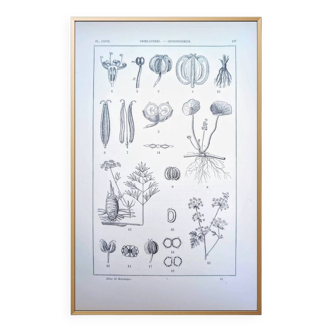 Imprimée en 1889, ombellifères et Cie. Planche botanique ancienne.