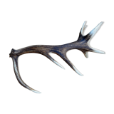 Deer antlers