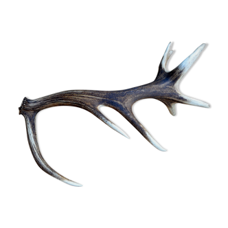 Deer antlers