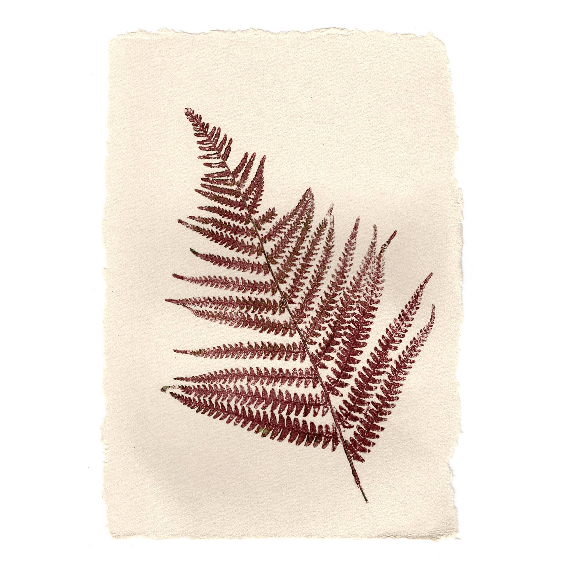 Collection de peintures herbiers sur papier signées Eawy