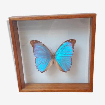 Butterfly naturalized between 2 glasses
