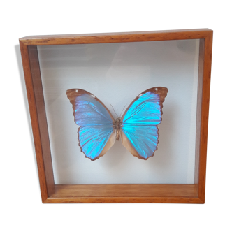 Butterfly naturalized between 2 glasses