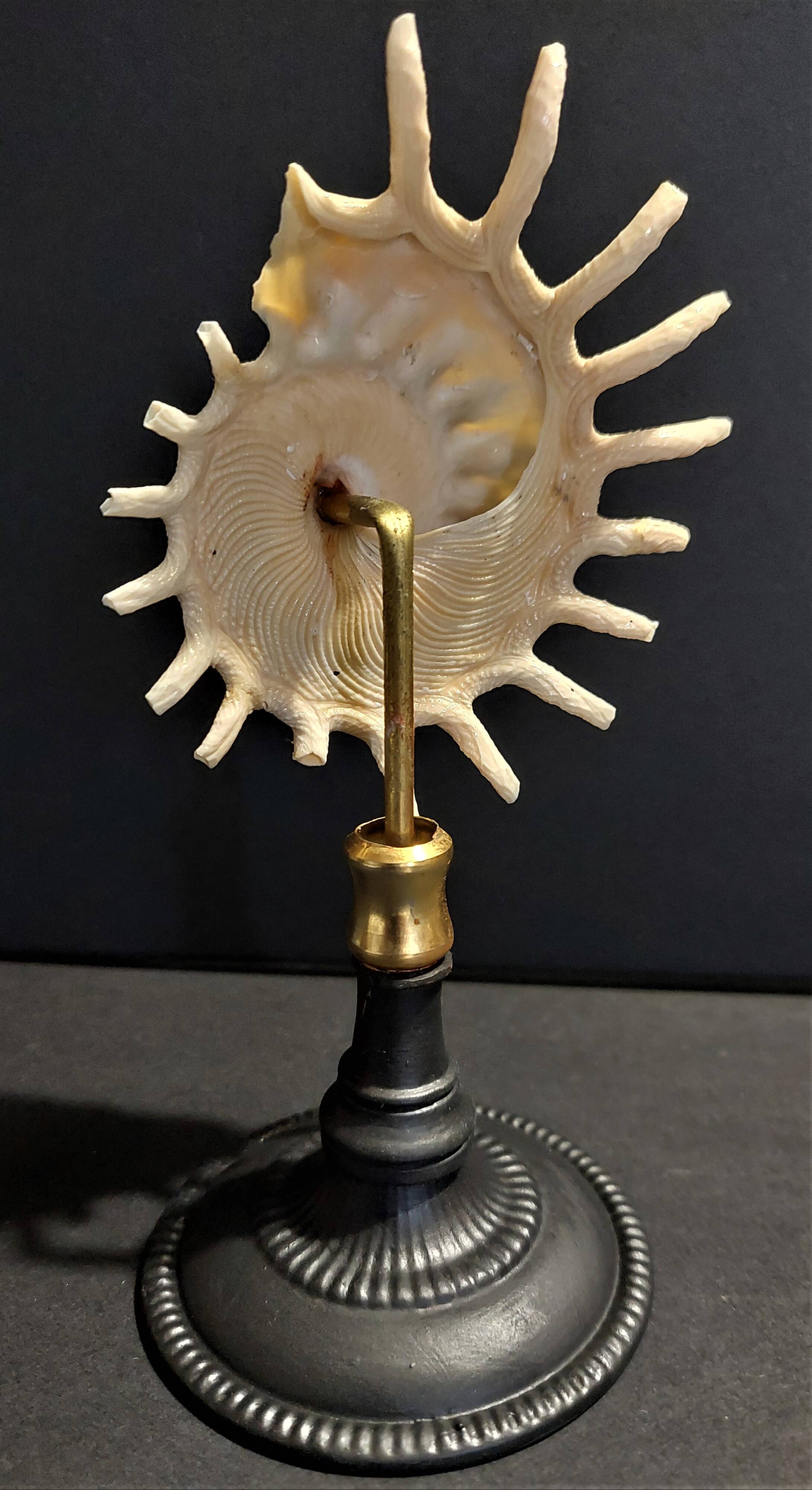 Cabinet of Curiosities stellaria solaris shell on base