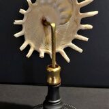 Cabinet of Curiosities stellaria solaris shell on base