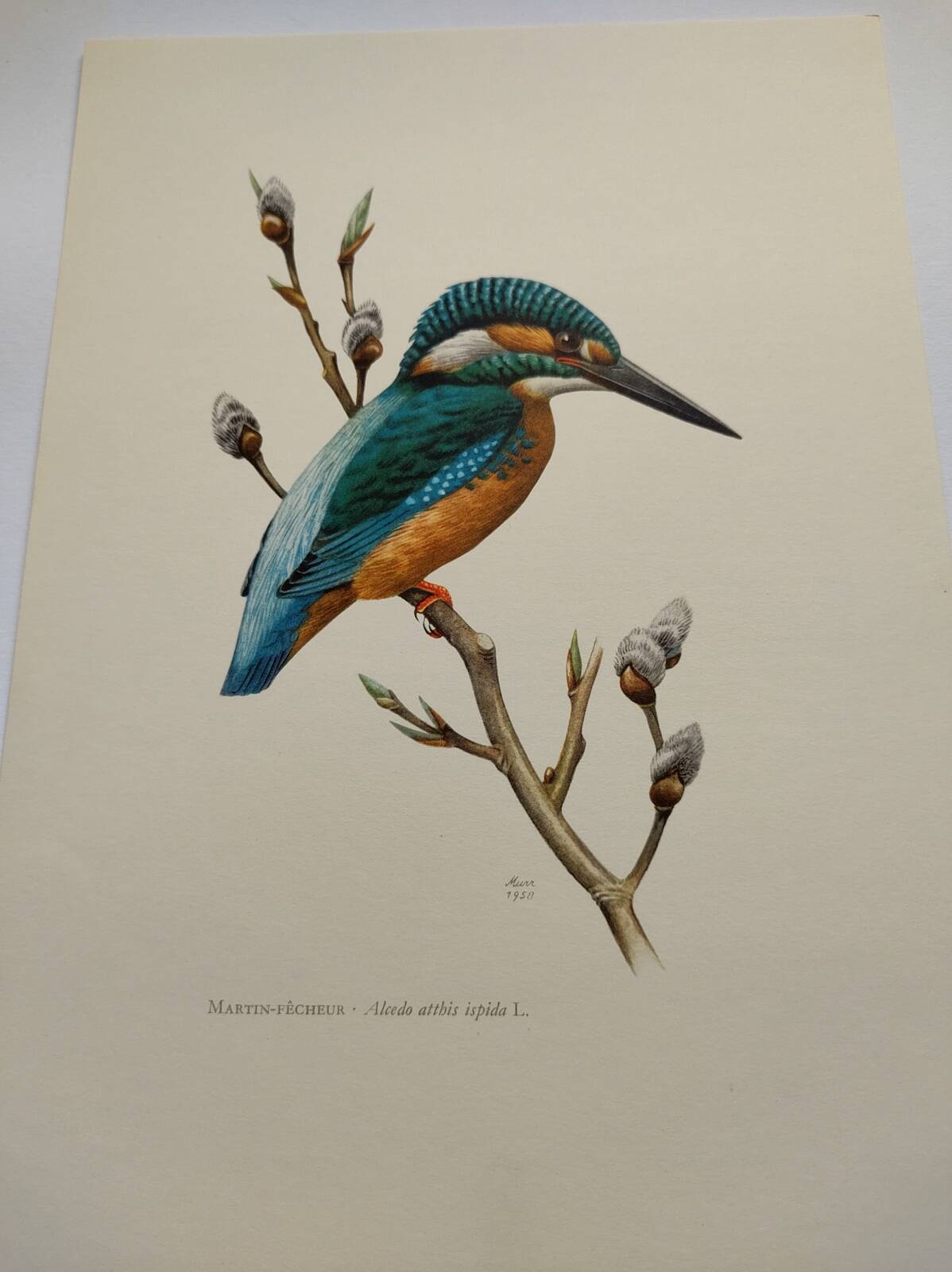 Bird board 60s - Kingfisher - Vintage zoological and ornithological illustration