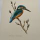 Bird board 60s - Kingfisher - Vintage zoological and ornithological illustration