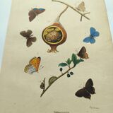Antique engraving from 1839 - Butterflies by Dumesnil - Hand-colored plate