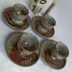 Sandstone shells signed Chantal - Thierry Robert vintage pottery