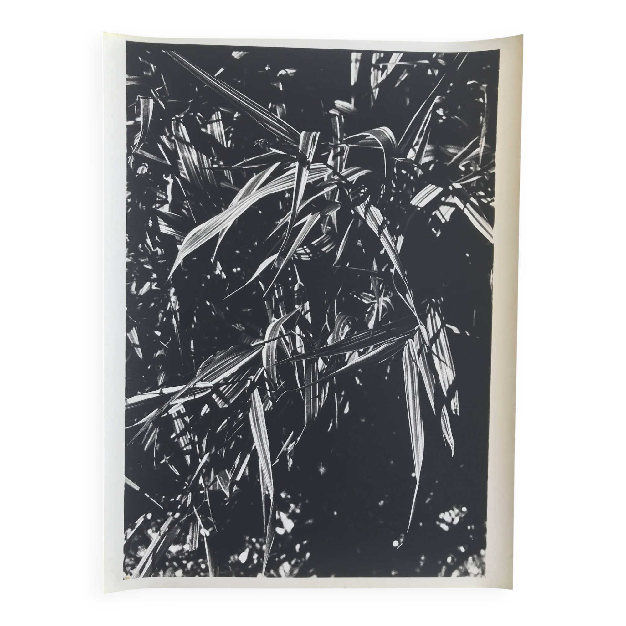 Rosine NUSIMOVICI, Untitled (Poacea I), 1980. Black and white silver print