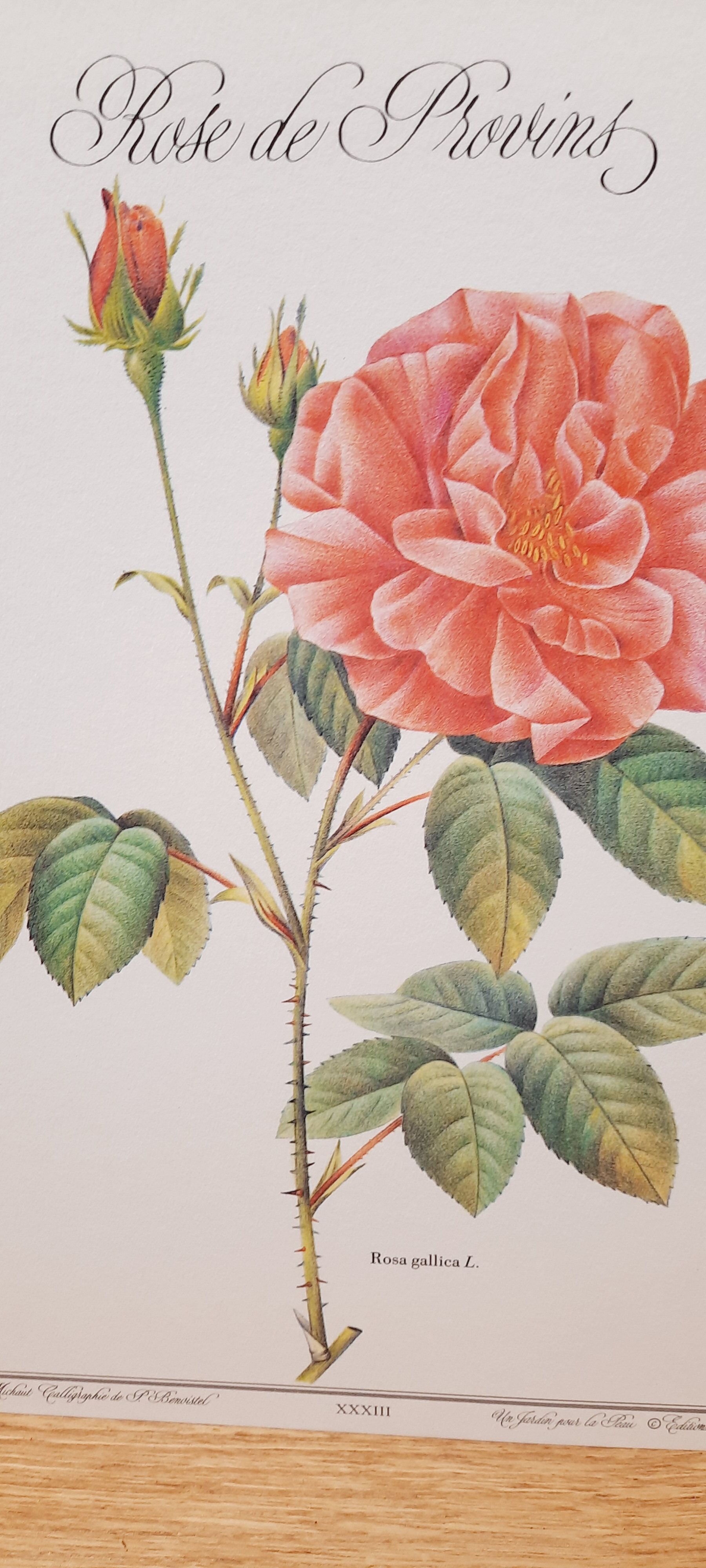 Botanical plate Rose de Provins