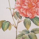 Botanical plate Rose de Provins