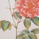 Planche botanique Rose de Provins